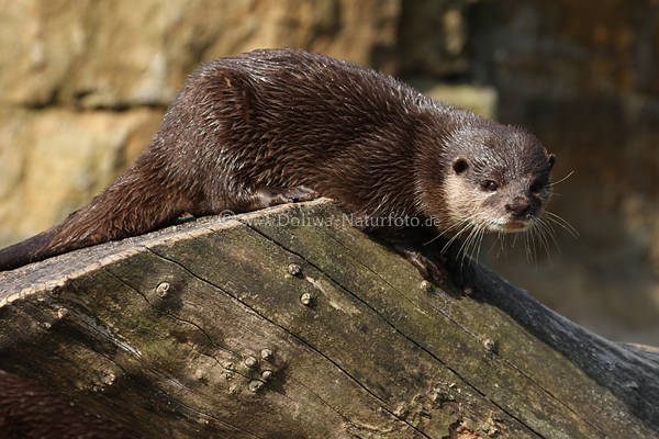 Zwergotter Aonyx cinerea Wassermarder braun Raubtier