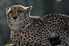 Geparden Acinonyx jubatus Fotos, Gepard in Nahportrait liegend, schwarzgepunktete Großkatze
