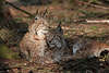Luchse-Paar kuschelnde Raubtiere mit markanten Ohrpinseln