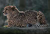Gepard seitliches Portrait liegend Acinonyx jubatus schwarzgepunktete schnelle Grosskatz