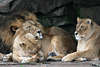 Löwe Panthera leo mit Weibchen dösend unter Felsenwand