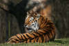 Sibirischer Tiger Rücken mit Streifmuster Panthera tigris altaica Siberian tiger