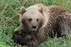 Bär Braunbär Ursus arctos nass im Gras in Bärenfoto, Tierfoto Bildarchiv, Grossbär Landraubtier