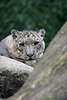 Schneeleopard Blick aus dem Versteck, Panthera uncia, Irbis Blick in die Kamera