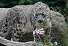 Schneeleopard, Irbis Blick in Foto, Panthera uncia Snow leopard Raubkatze Wildtier Bild