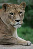 Löwendame Panthera leo Raubtier Kopf Tierfoto