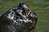 Robben Kopf, Mähnenrobbe Otaria byronia Wasserraubtier mit Flossen, Mähnenrobbebulle in Wasser