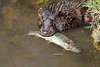 Mink mit Fisch Jagdbeute Wasser Forelle im Maul