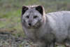 Schneefuchs Portrait Foto im Graufell Fuchs der Arktis hübsche Schnauze Pelz des Weissfuchs