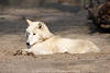 Weißer Wolf Canis lupus Foto White-Wolf Image Kanadischer Wolf Hundeartiger Raubtier