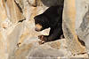 Malaienbr Helarctos Mayalanus Sun bear images Ours malais