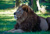 0121_ Loewe, Panthera leo, Knig der Tiere Foto im Gras und Schatten liegen, Mnnliches Tier mit Mhne in photo