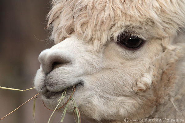 Weisses Alpaka hbsches Maul zottiges Weissfell ssse Schnauze Lamaart Tierportrt