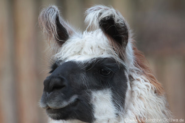 Alpaka Lama pacos hbsche Schnauze zottiges Fell