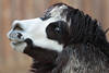 Alpaka Profilfoto Weissmaul Schwarzfell hübsches Lamatier zottige Haare süsse Schnauze