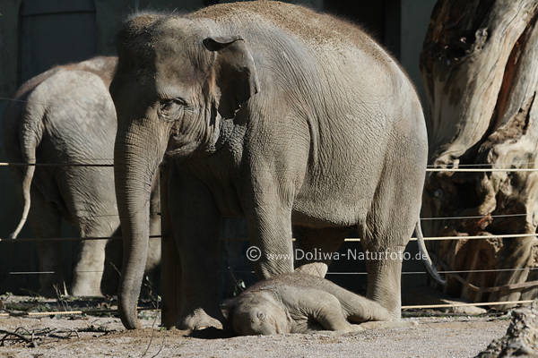 Indischer Elefant Weibchen ber liegendes Kalb
