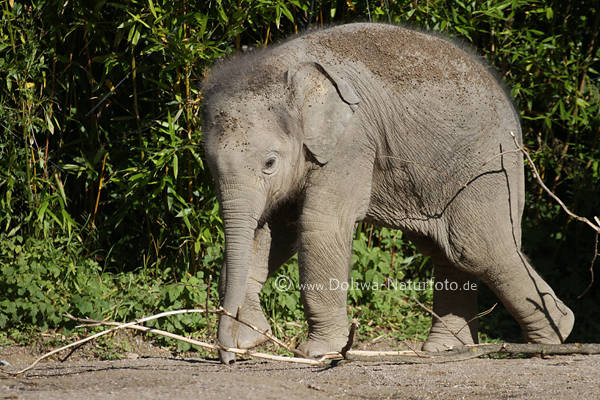 Elefantenbaby ssser Jungtier in Gang Marsch