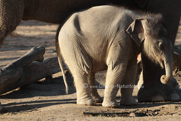 Elefantenkind ssser Tierjunge Dickerchen Rssel an Kuhseite