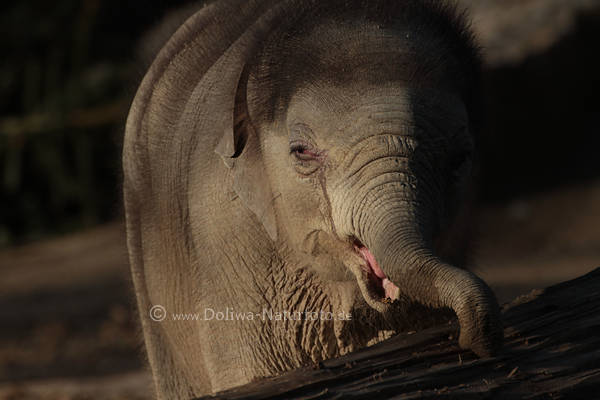 Elefant runzelige Haut Rssel Schnauze Portrt ssser Jungtier