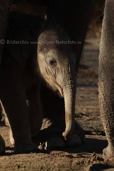 Kleinelefant Rsseltier versteckt unter Elefantenkuh