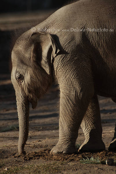 Elefant junger Rsseltier
