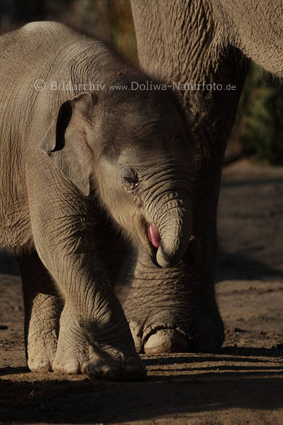 Kleines Schwergewichtler Indischer Elefantenkalb