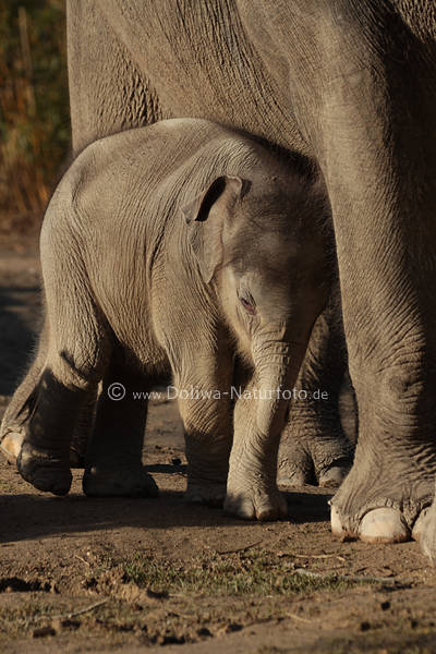 Tollpatscher Kleinelefant am Elefantenkuh Rsseltier Tierkolosskalb