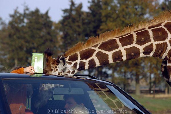 Giraffenkopf im Auto Zunge Griff nach Futter durch Schiebedach