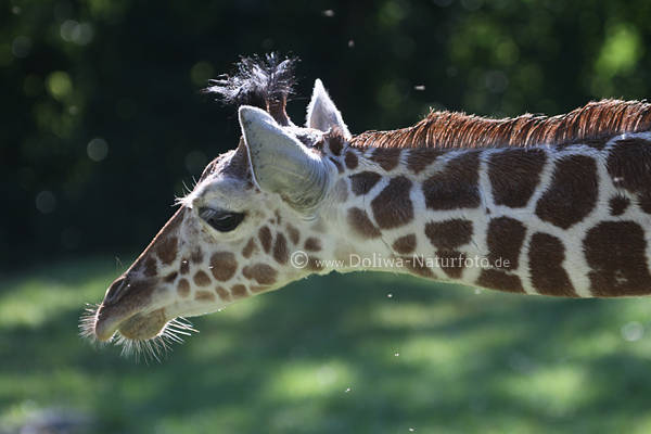 Giraffenhals seitliches Kopffoto Stumpfhrner mit Hautberzug Haarbschel