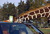 0089_Giraffenkopf im Auto Foto Zunge Griff nach Futter durch Schiebedach Safariparkbesucher