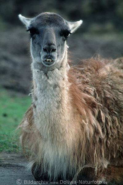 Guanako Lama guanico 