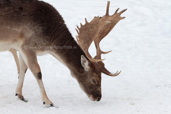 Damwild Schaufelgeweih Hirsch Cervus dama