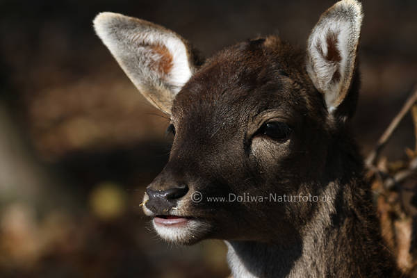 Damwild Tierkopf Licht-Schattenspiel Hirschart ssse Schnauze