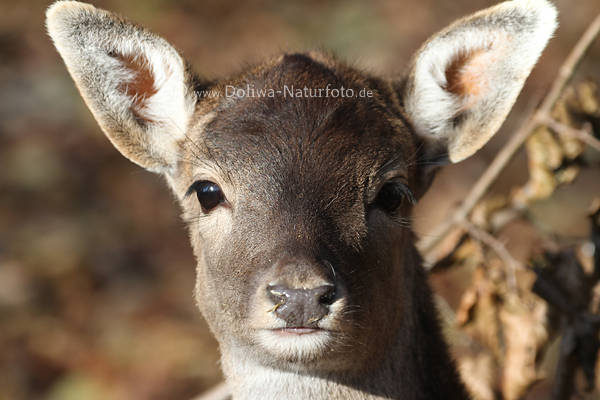 Damwild ssse Schnauze Tierkind Kopf groe Ohren Hirschart