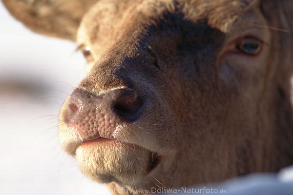 Hirschmaul Schnauze Nase Rothirschkuh