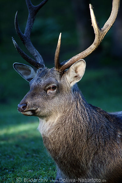 Hirsch mit Geweih Edelhirsch Hrner