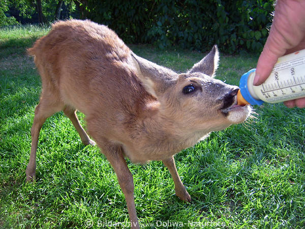Reh Jungtier trinkt Milch aus Flasche in Hand