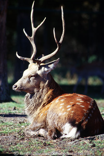 Hirschgeweih Rothirsch Hrnerkrone Kopf