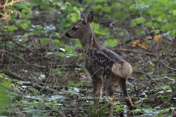 Rehkitz Tierkind Foto im Waldgestrüpp getarnt durch graubraun Fell süss Jungtier Bild