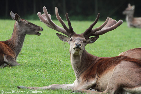 Rothirsch mit Geweih Tierfoto auf Wiese neben Hirschkuh Rotwild Hirschdamen Bild