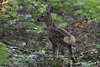 Rehkitz Tierkind Foto im Waldgestrüpp getarnt durch graubraun Fell süss Jungtier Bild