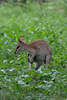 Flinkwallaby Macropus Agilis Kangur Agile Wallaby, klein Kaenguru Foto, Beuteltier in Gras