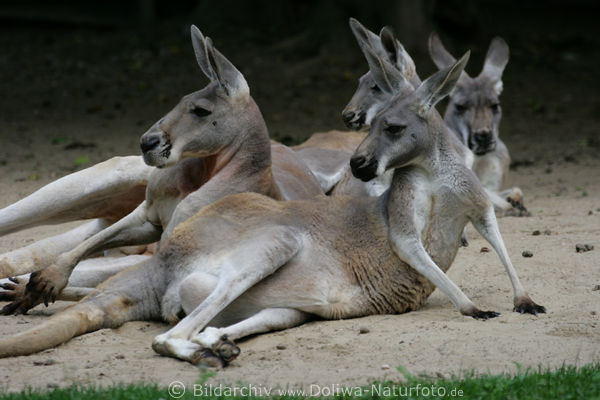 Kngurus Beuteltiere Macropus rufus