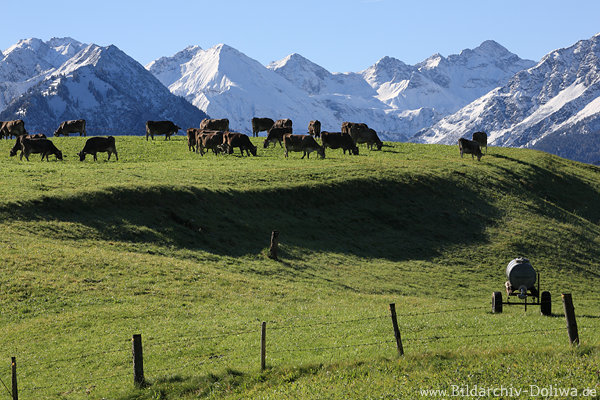 Alpenvieh Khe Rinder saftige Bergwiese vor Schnee-Gipfel weisse Bergpanorama Naturbild