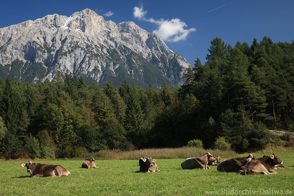 Kuhbild Khe-Foto am Berg Kuhherde Rinder Viehweide unter Alpengipfel Grnwiese