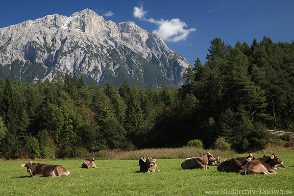 Kuhbild Khe-Foto am Berg Kuhherde Rinder Viehweide unter Alpengipfel Grnwiese