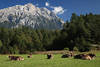 Kuhbild Khe-Foto am Berg Kuhherde Rinder Viehweide unter Alpengipfel Grnwiese