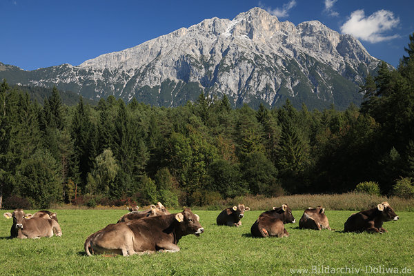 Berg-Khe Alpenwiese Vieh Rinder Kuhherde Foto Erholung unter Gipfel