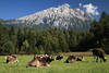 Kuhbild Bergkhe-Foto Alpenwiese Rinder Vieh Kuhherde kauen unter Gipfel