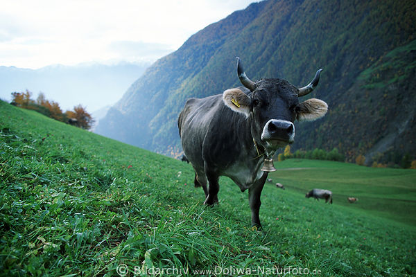 Kuh mit Halsglocke auf Berghangwiese Almhang weiden